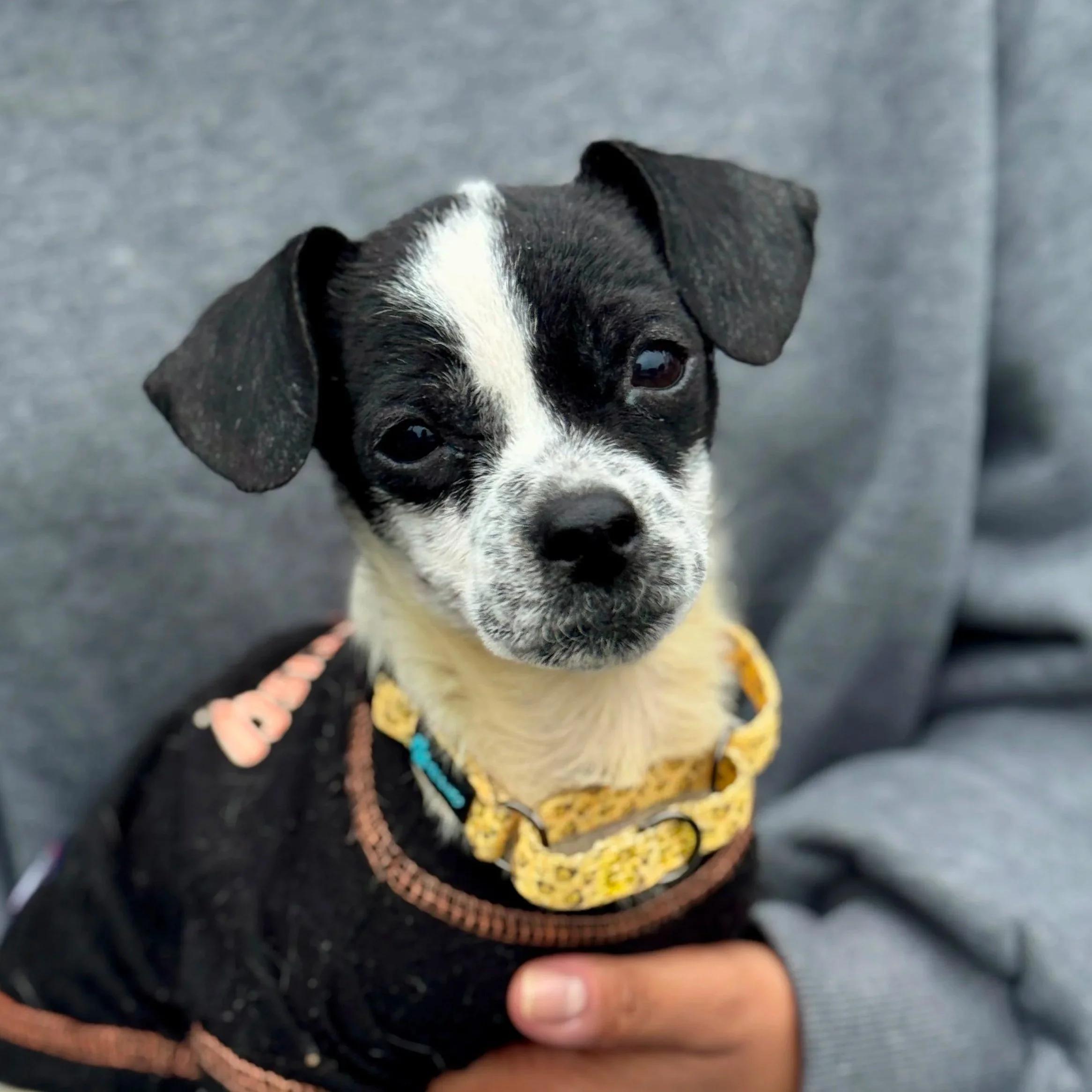 ORVILLE, adopted, Puppy Male Chihuahua.