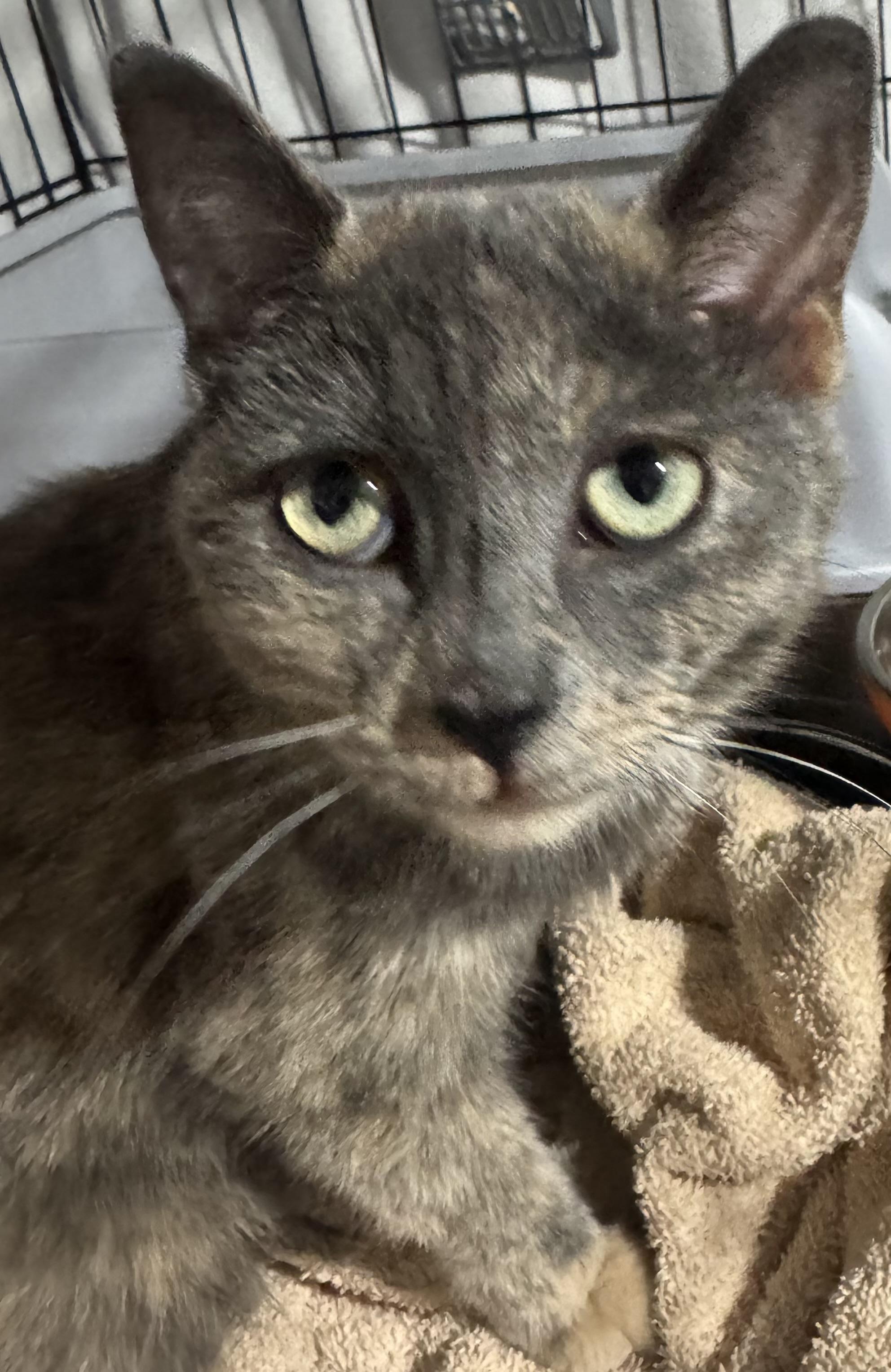 Bridget - Rob & Ridley, adopted, Kitten Female Russian Blue.