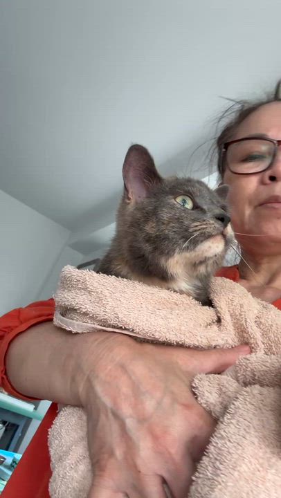 Enlarge Bridget - Rob & Ridley, an adopted mixed breed in Brampton, ON video 4/6