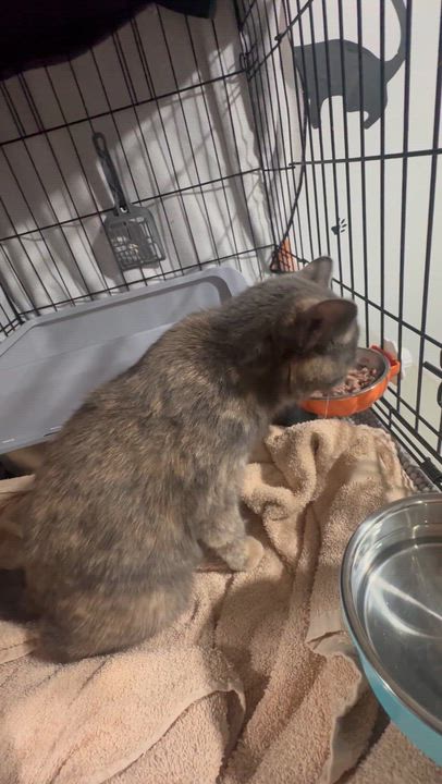 Enlarge Bridget - Rob & Ridley, an adopted mixed breed in Brampton, ON video 5/6