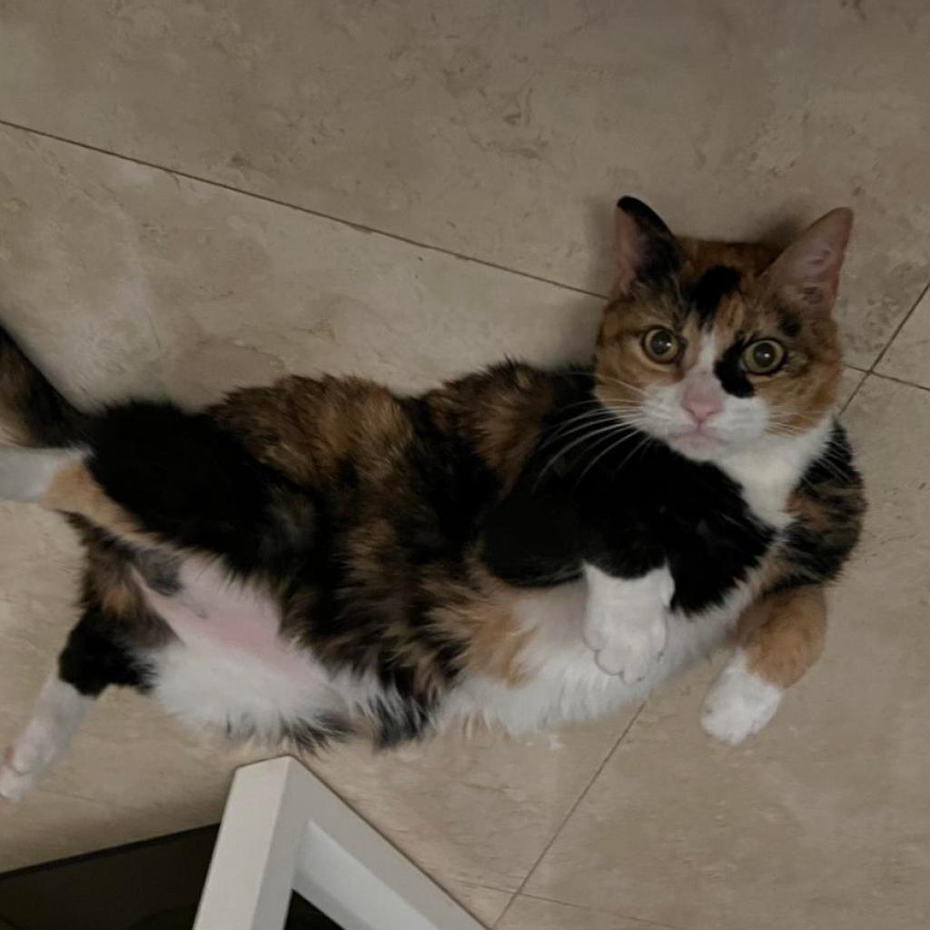 Enlarge Mittens, a Adoptable Domestic Short Hair in Fort Lauderdale, FL image 1/5