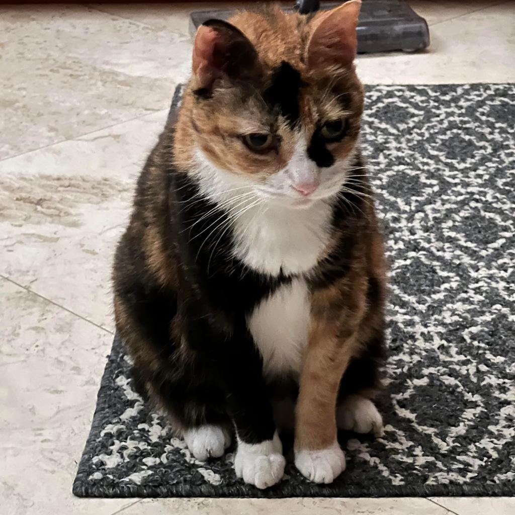 Enlarge Mittens, a Adoptable Domestic Short Hair in Fort Lauderdale, FL image 2/5