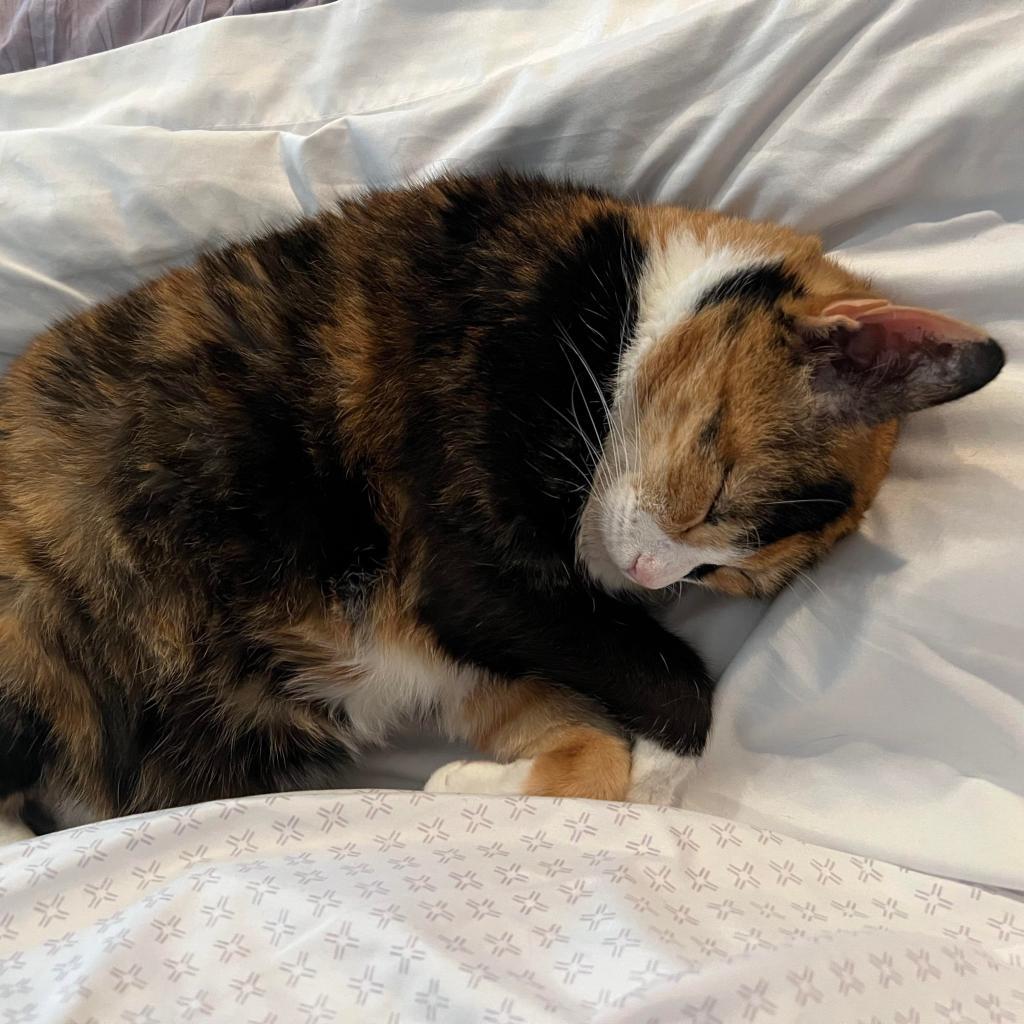 Enlarge Mittens, a Adoptable Domestic Short Hair in Fort Lauderdale, FL image 3/5