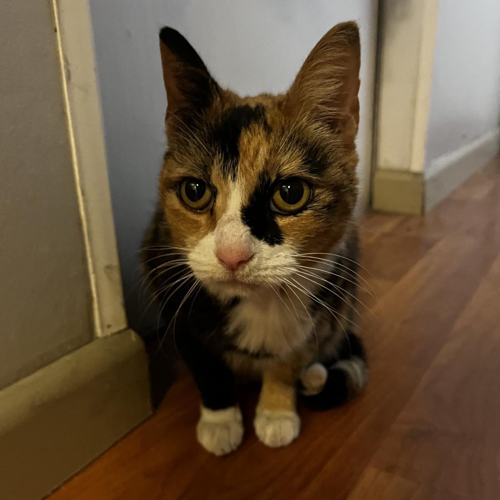 Enlarge Mittens, a Adoptable Domestic Short Hair in Fort Lauderdale, FL image 4/5