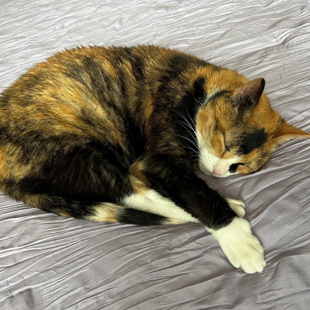 Enlarge Mittens, a Adoptable Domestic Short Hair in Fort Lauderdale, FL image 5/5