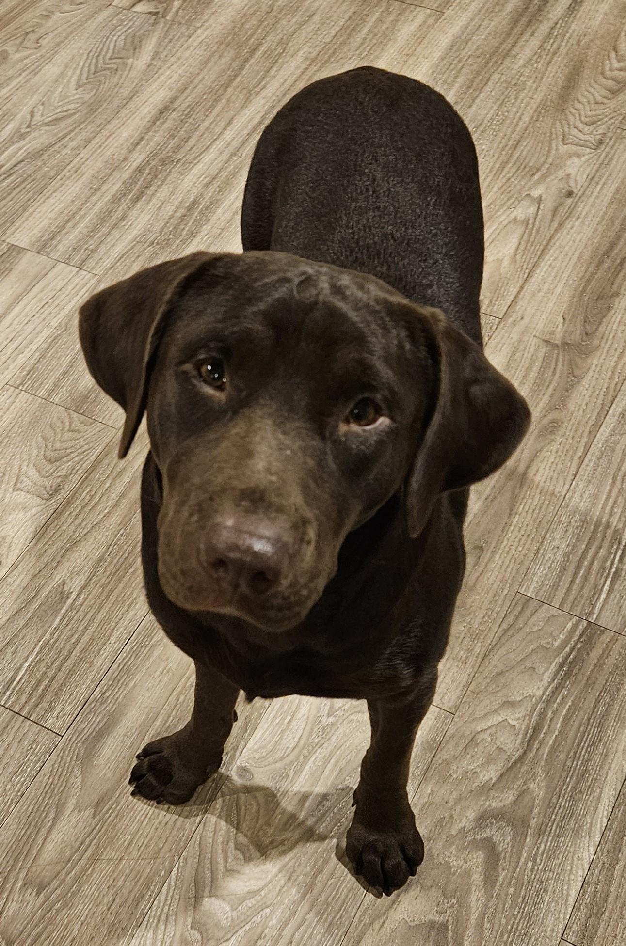 Enlarge Sophie, a Adopted Chocolate Labrador Retriever in Sherman, TX image 2/6