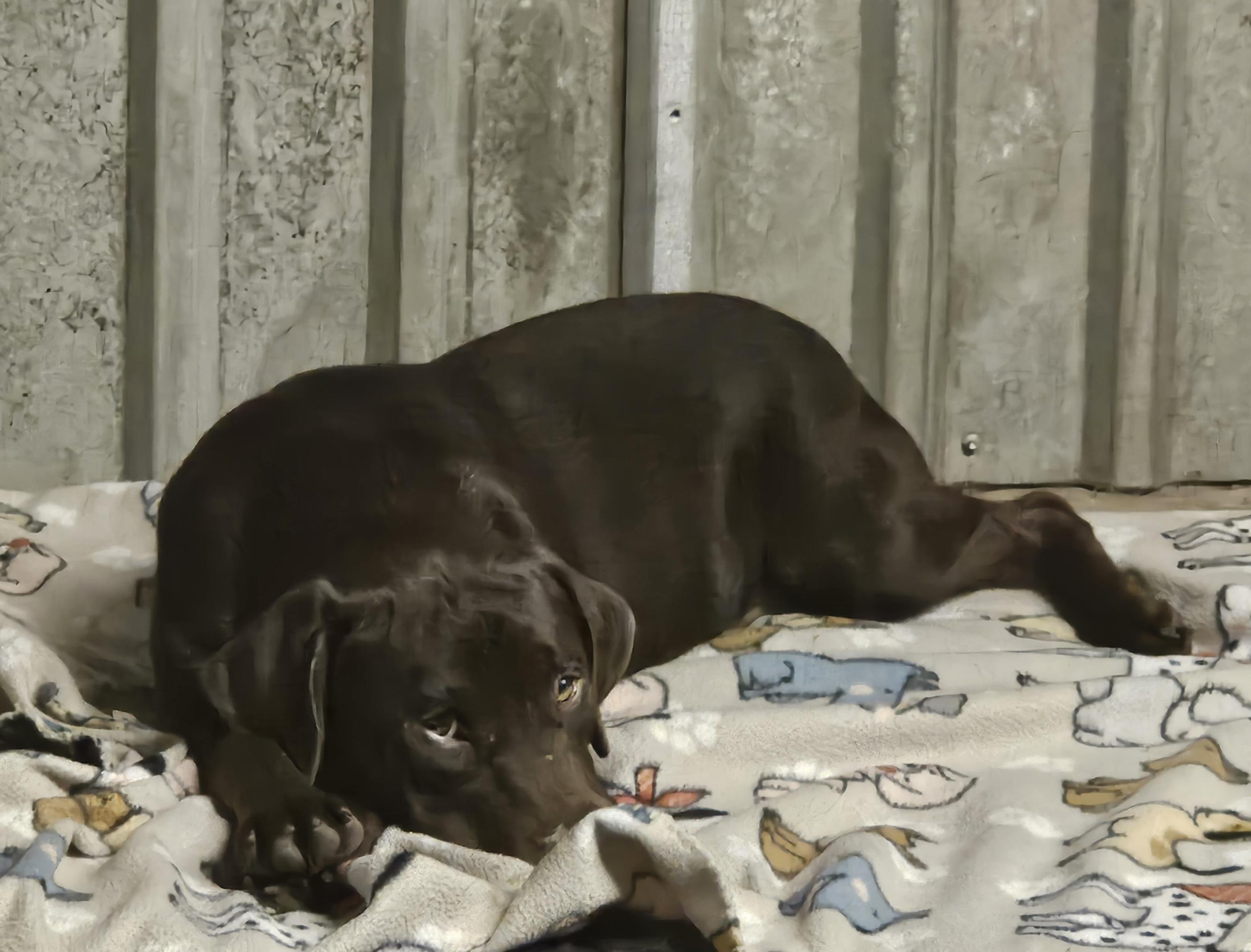 Enlarge Sophie, a Adopted Chocolate Labrador Retriever in Sherman, TX image 3/6