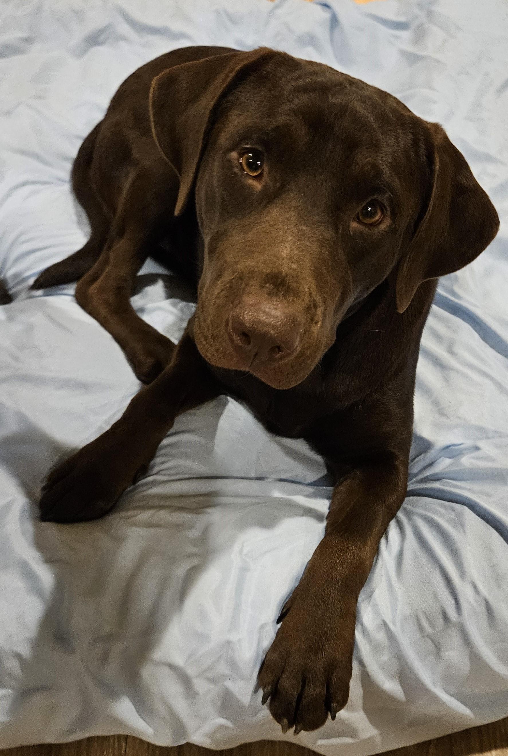 Enlarge Sophie, a Adopted Chocolate Labrador Retriever in Sherman, TX image 4/6
