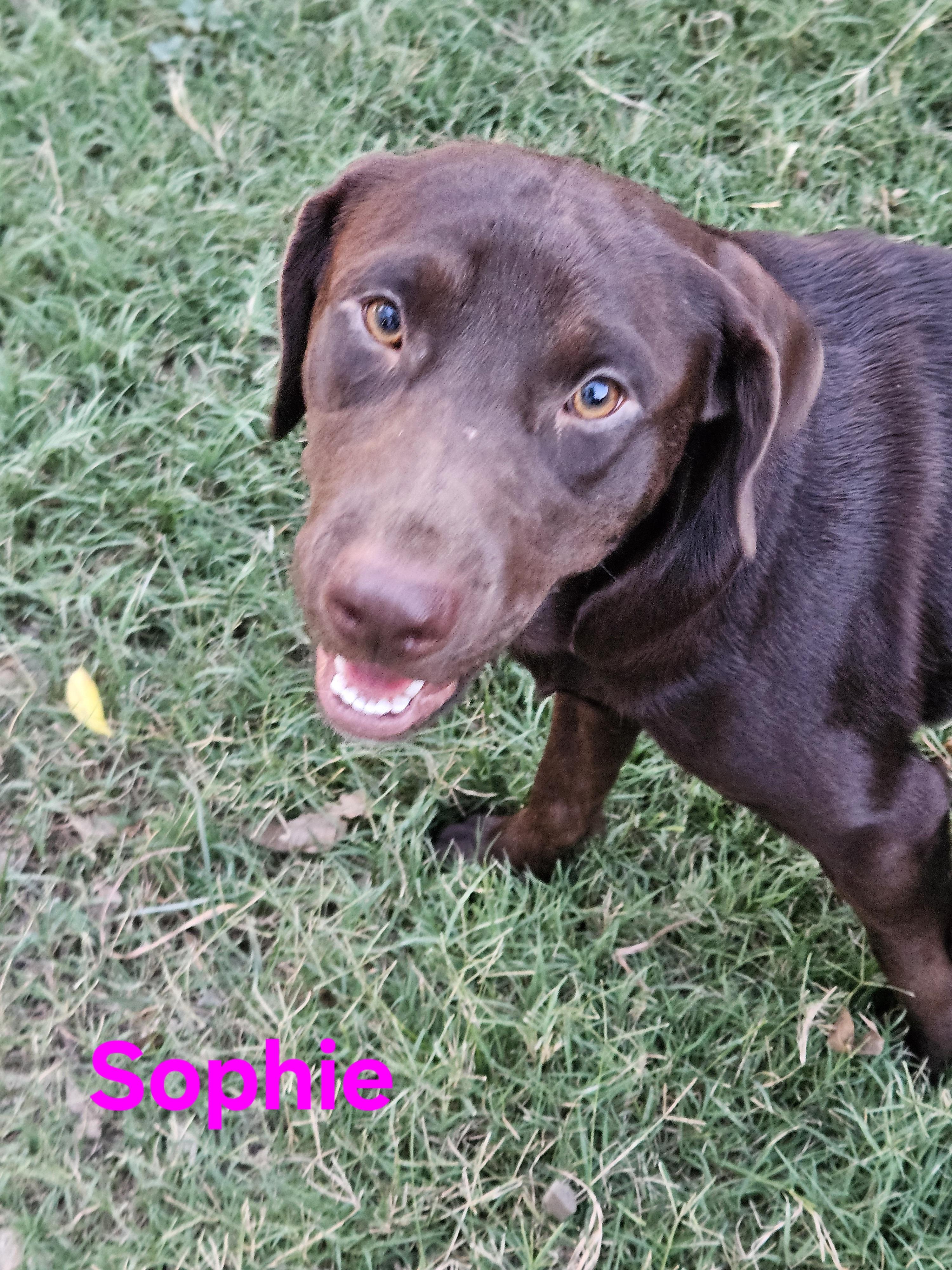 Enlarge Sophie, a Adopted Chocolate Labrador Retriever in Sherman, TX image 5/6