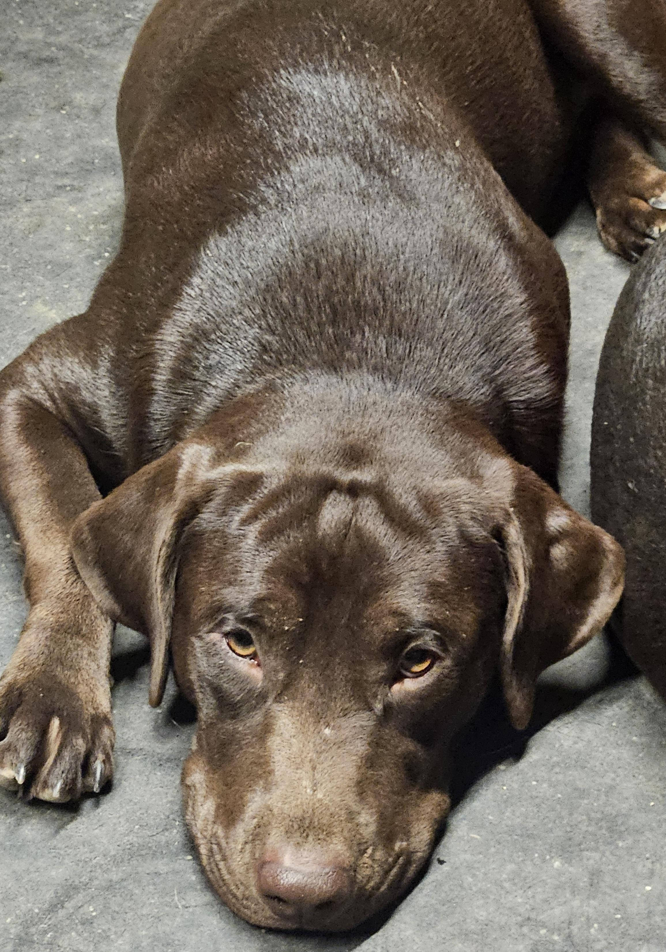 Enlarge Sophie, a Adopted Chocolate Labrador Retriever in Sherman, TX image 1/6