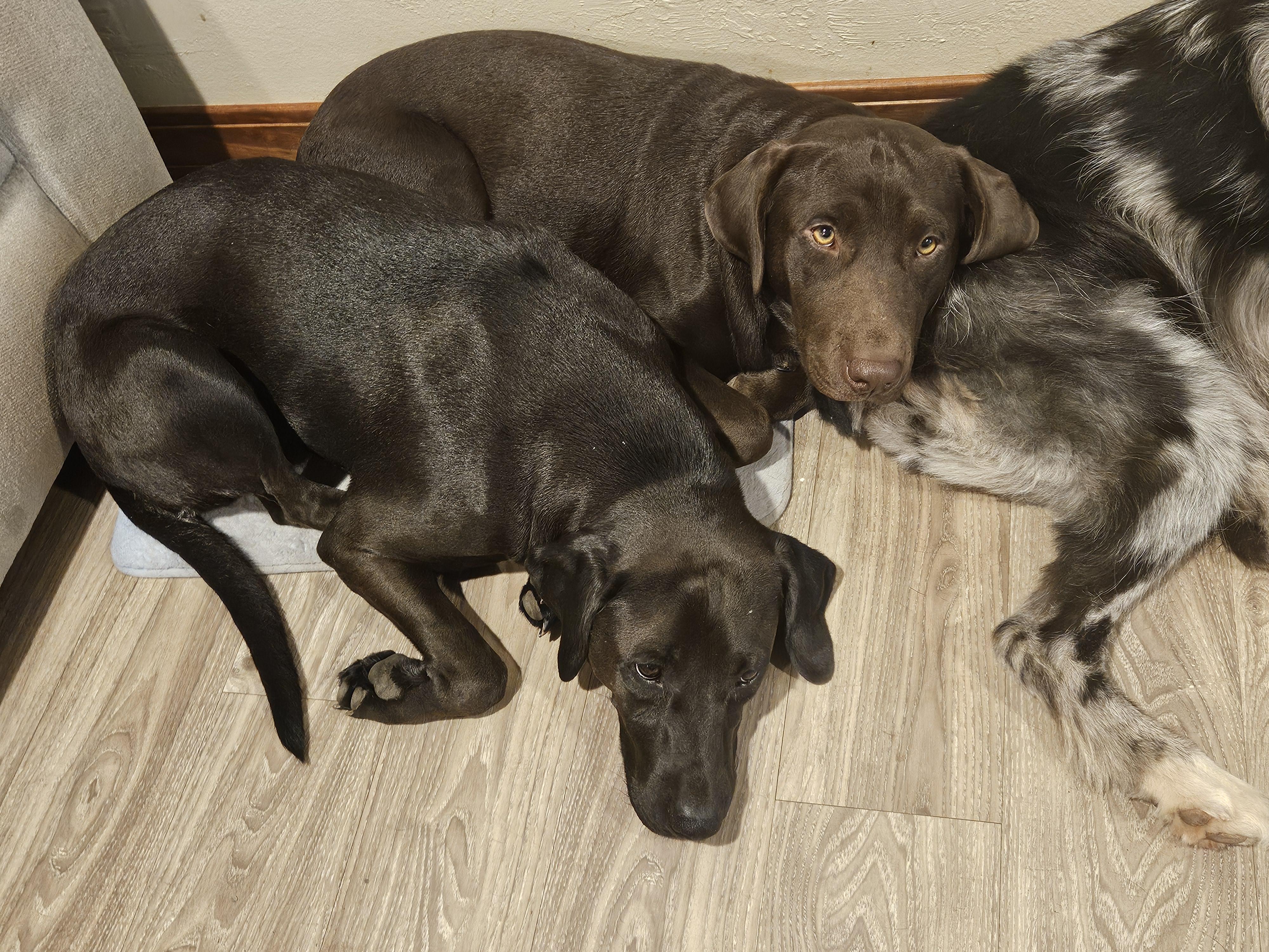 Enlarge Sophie, a Adopted Chocolate Labrador Retriever in Sherman, TX image 6/6