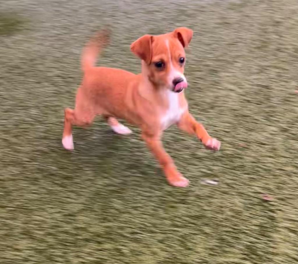 Rowley, Adoptable, Puppy Male Chihuahua.