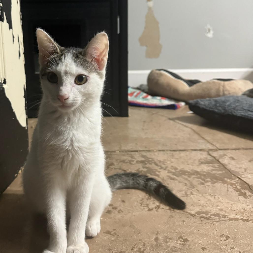 Stephanie, Adoptable, Young Female Domestic Short Hair.