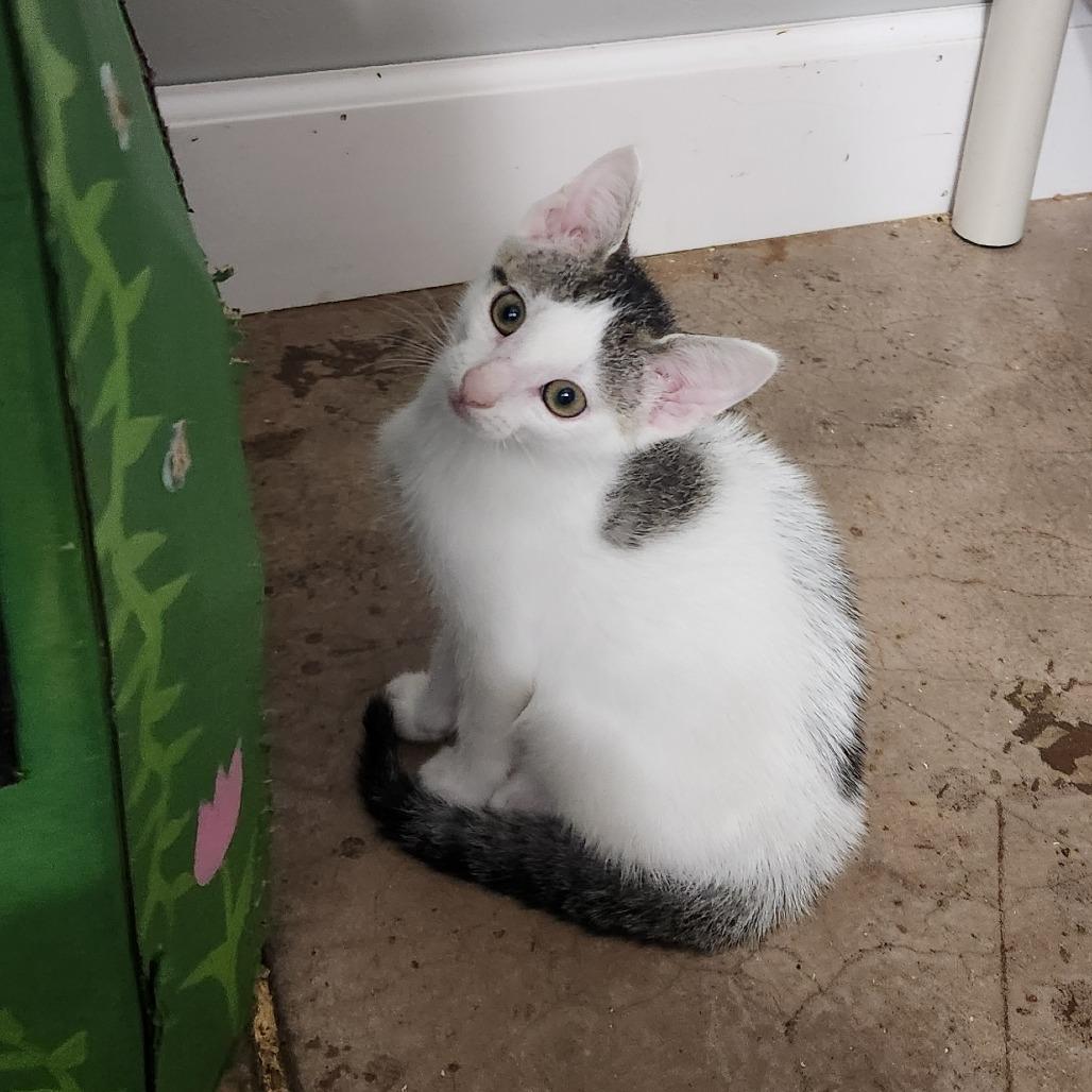 Stephanie, Adoptable, Kitten Female Domestic Short Hair.