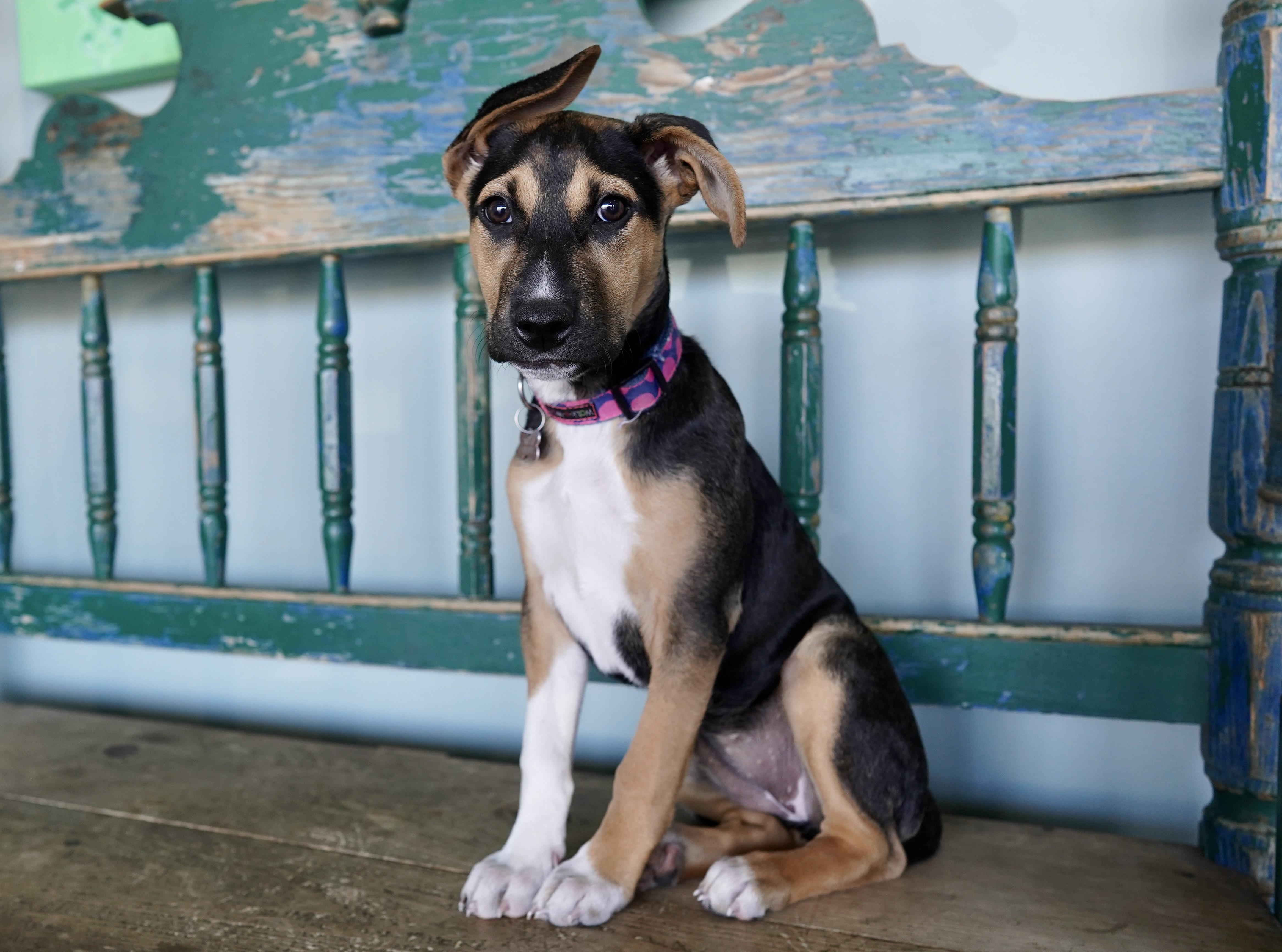 Buttercup, adoptable, Puppy Female Dachshund & Chihuahua.