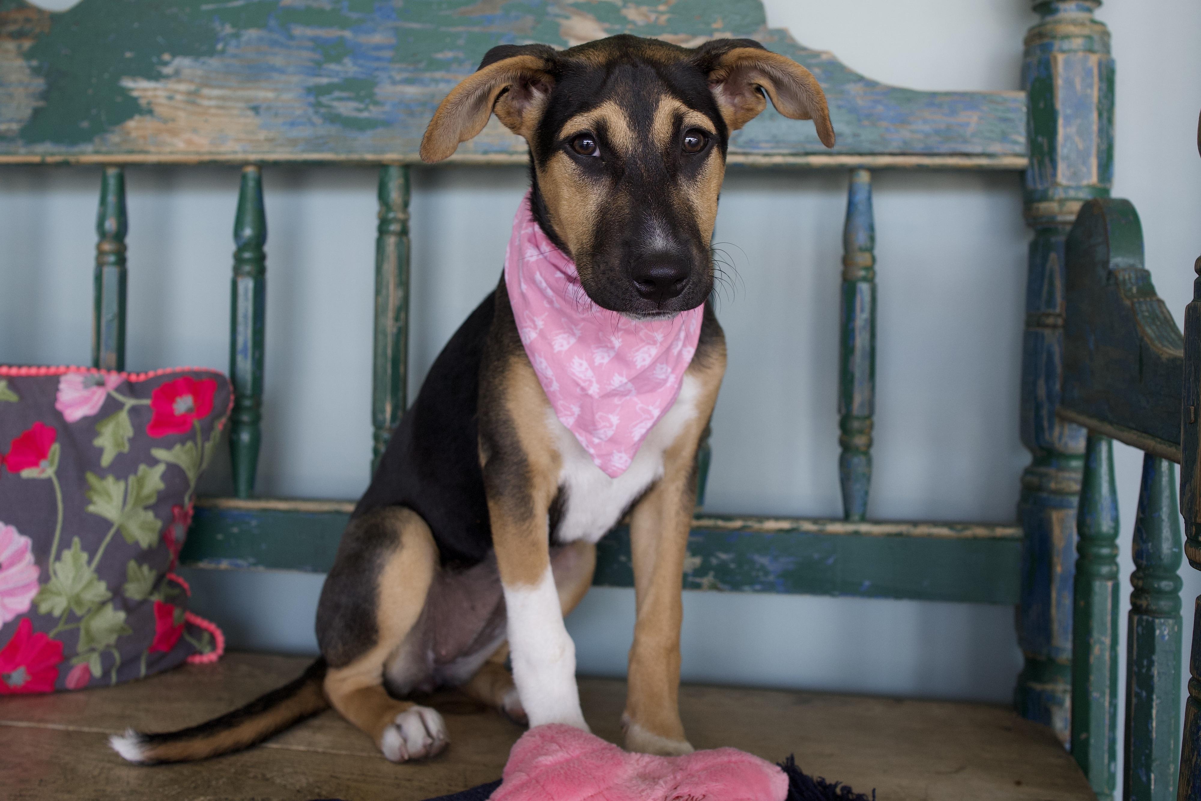 Buttercup, adoptable, Puppy Female German Shepherd Dog & Chihuahua.