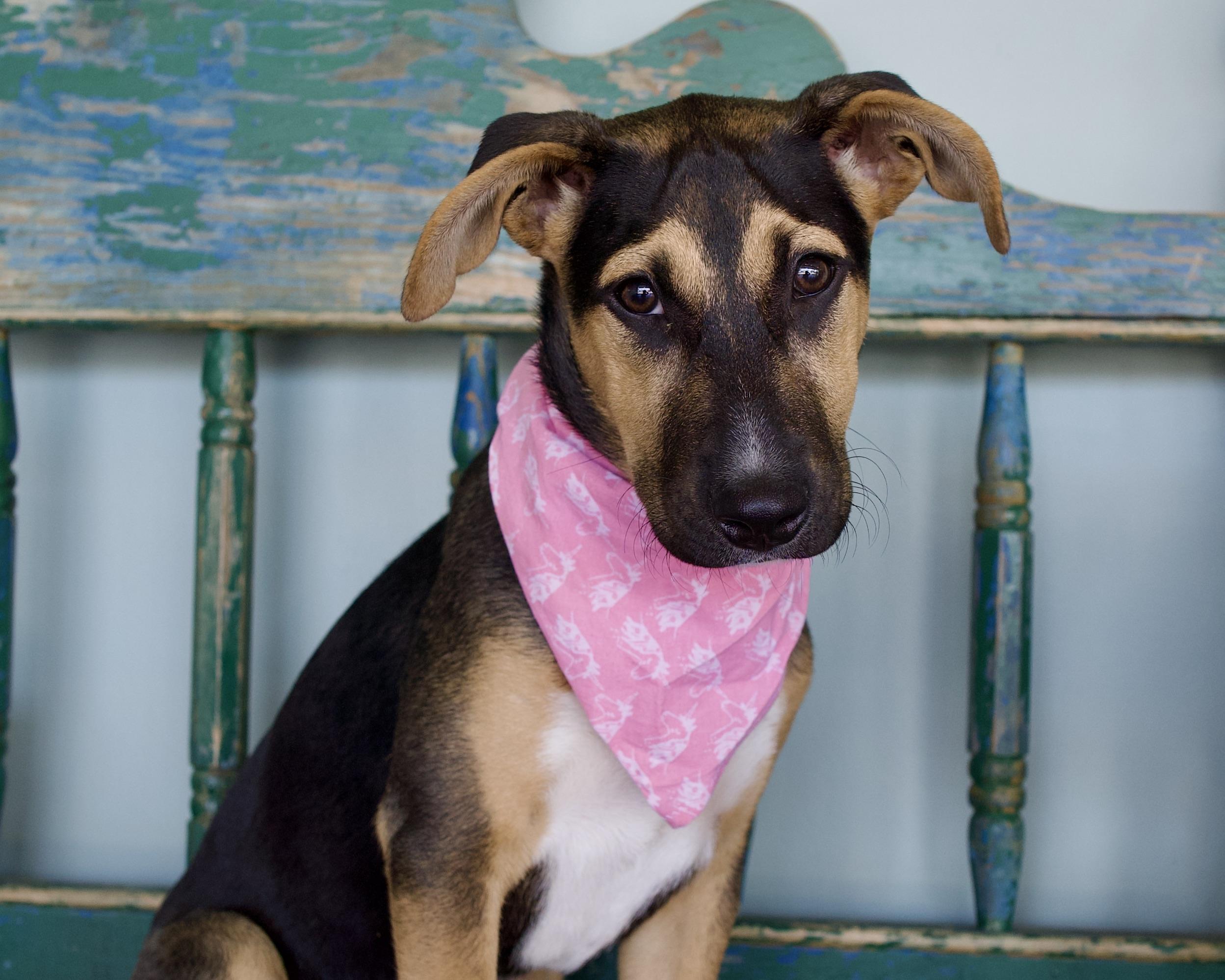 Enlarge Buttercup, an adoptable mixed breed in San Antonio, TX image 3/5