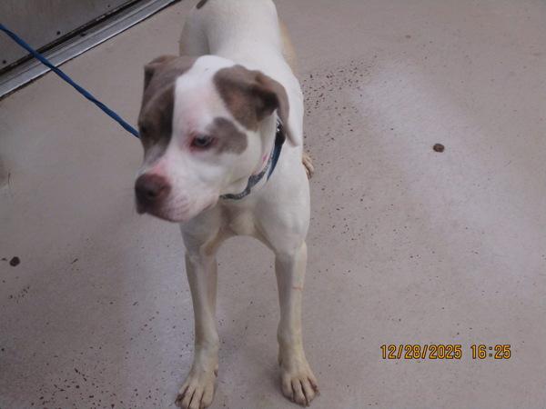 Enlarge Tilly (810), a Adoptable mixed breed in Marietta, GA image 1/2