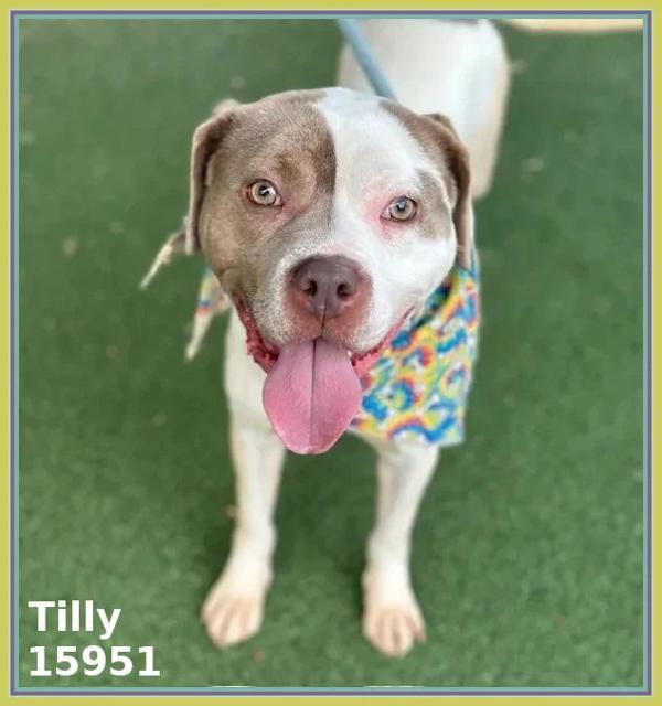 Enlarge Tilly (810), a Adoptable mixed breed in Marietta, GA image 2/2