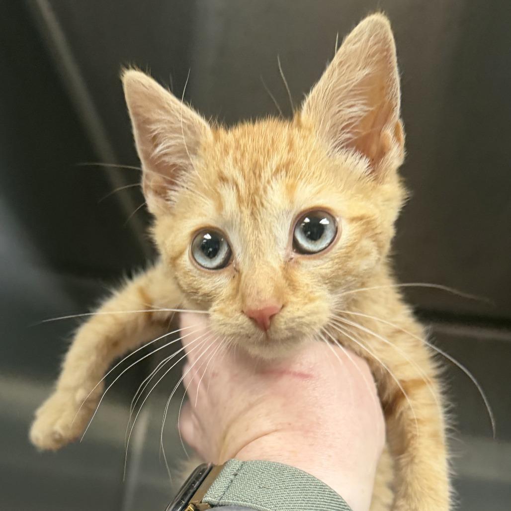 Enlarge Screech, a Adoptable Domestic Short Hair in Marion, VA image 1/1