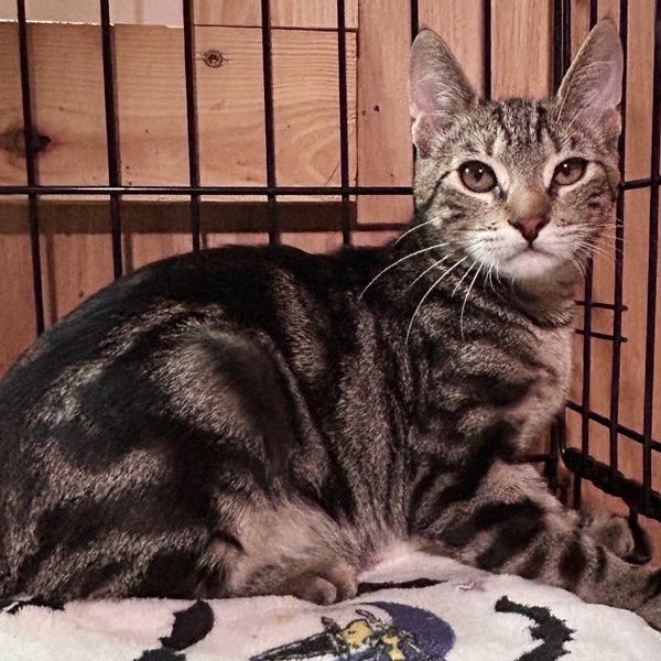 Gil, Adoptable, Kitten Male Domestic Short Hair.