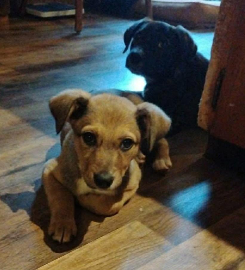 Enlarge Meredith, a ADOPTABLE Mixed Breed in Northwood, NH image 2/3