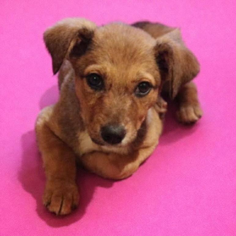 Enlarge Meredith, a ADOPTABLE Mixed Breed in Northwood, NH image 1/3