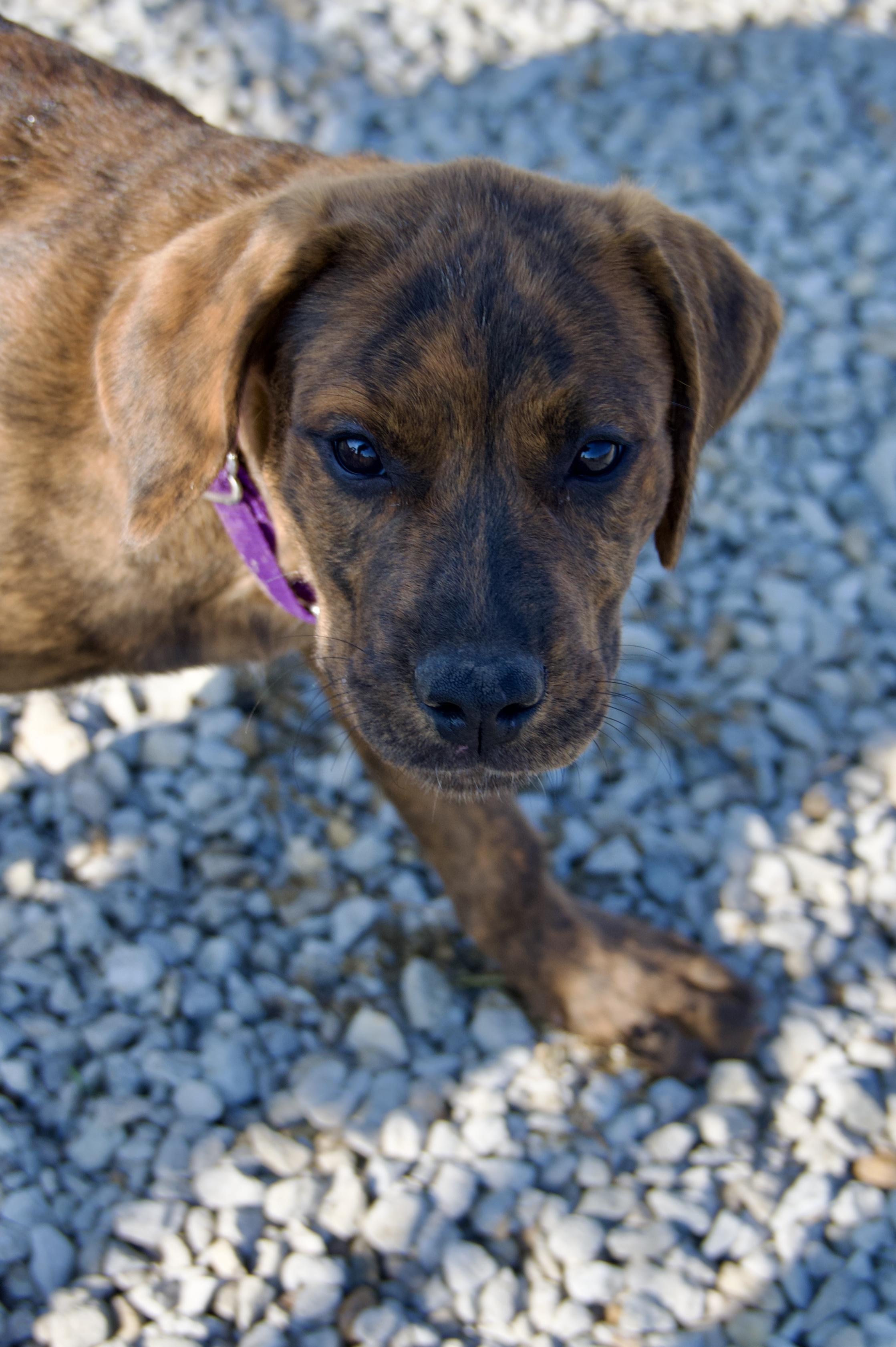 Enlarge Mead, a Adopted mixed breed in Hiawatha, KS image 4/4
