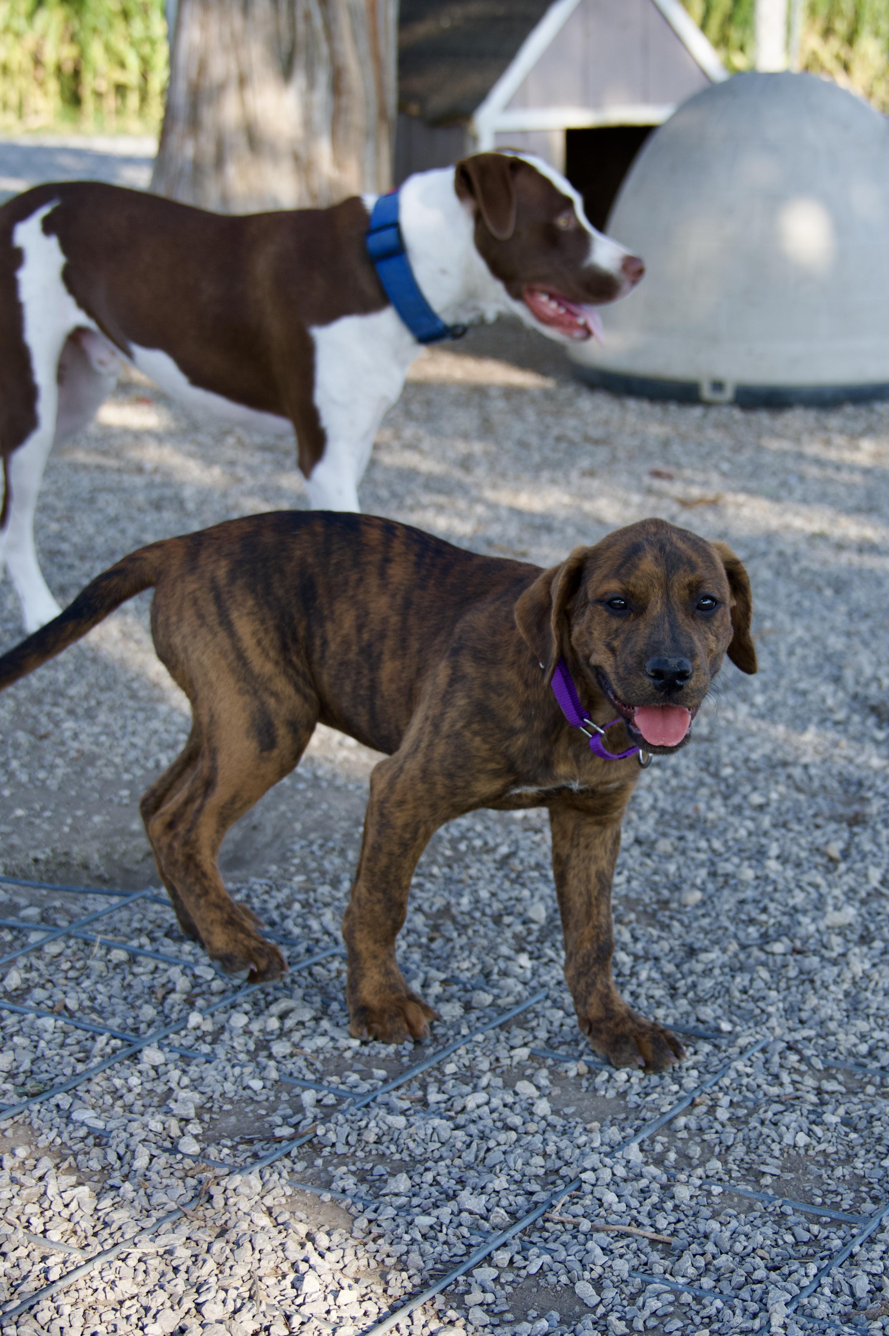 Enlarge Mead, a Adopted mixed breed in Hiawatha, KS image 2/4
