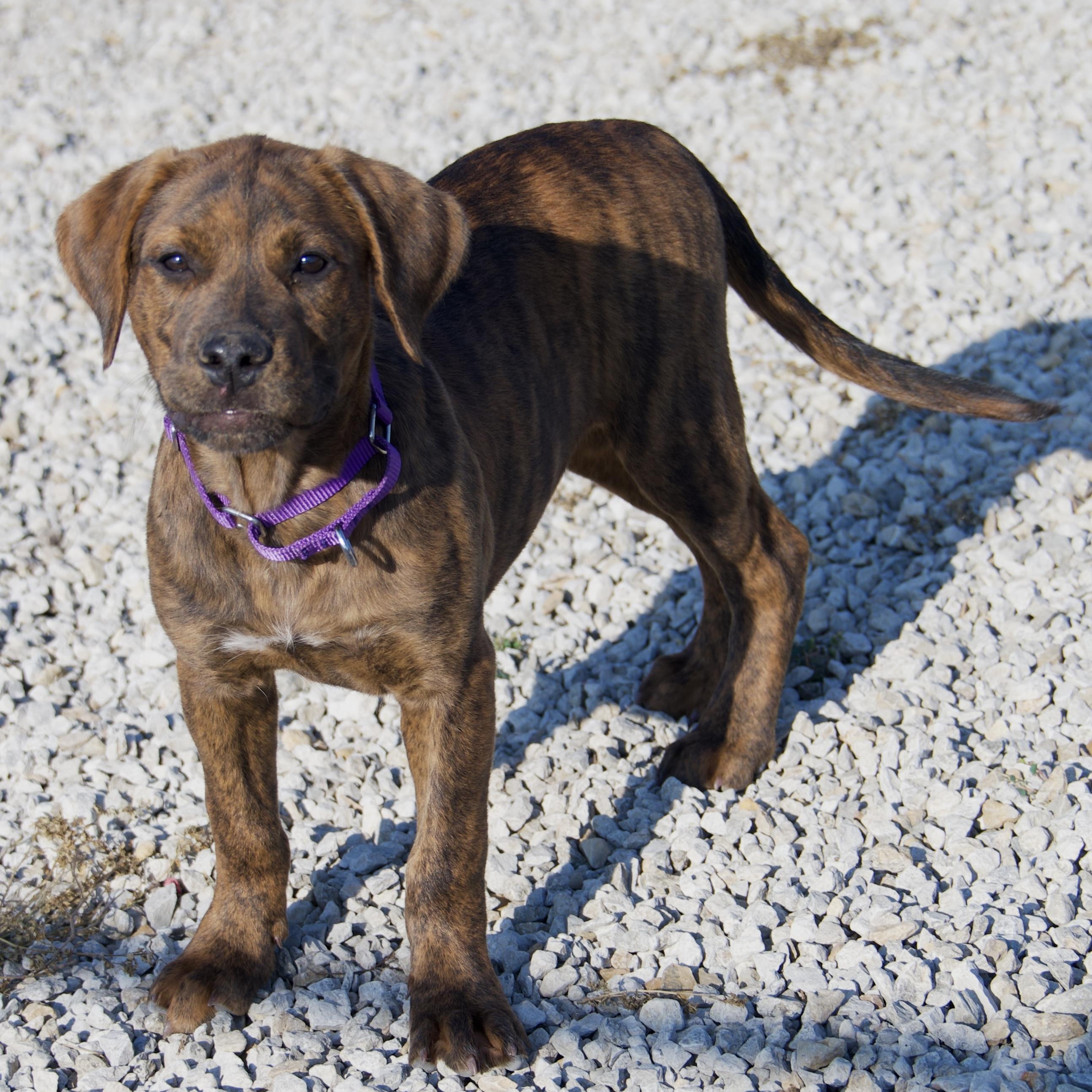 Mead, Adopted, Puppy Female Labrador Retriever.