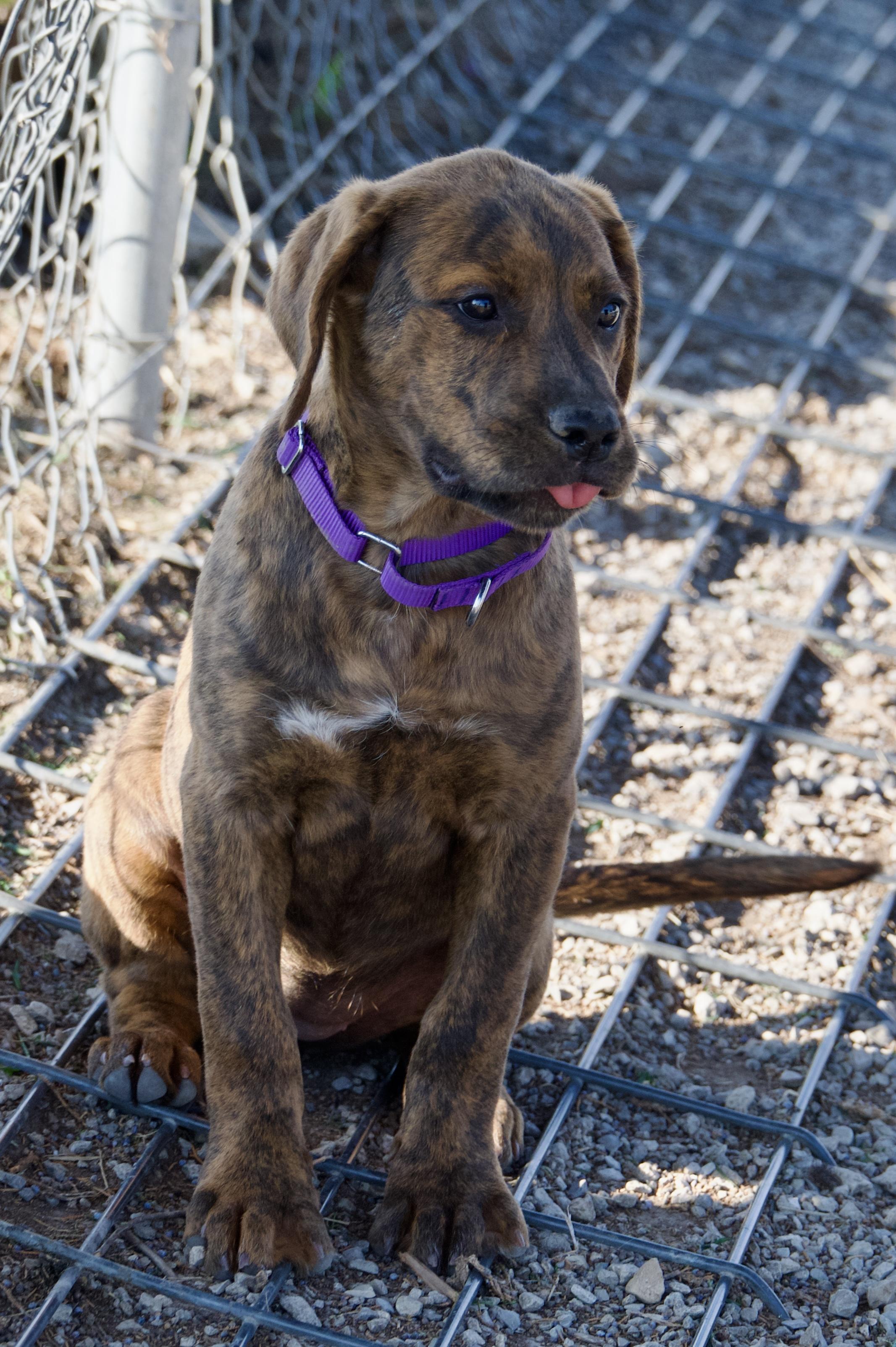 Enlarge Mead, a Adopted mixed breed in Hiawatha, KS image 3/4