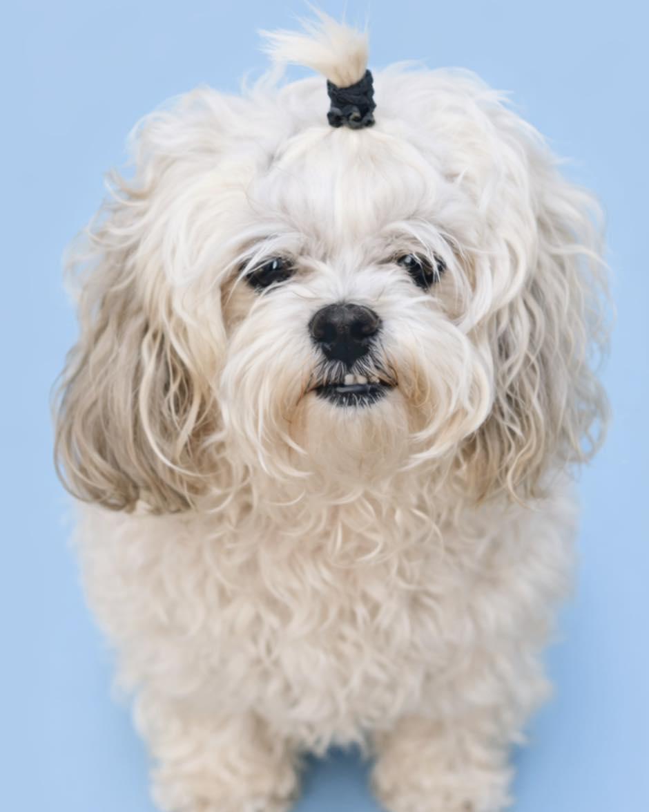 Enlarge Luna and Geneesy, an adopted Shih Tzu in Irving, TX image 2/2