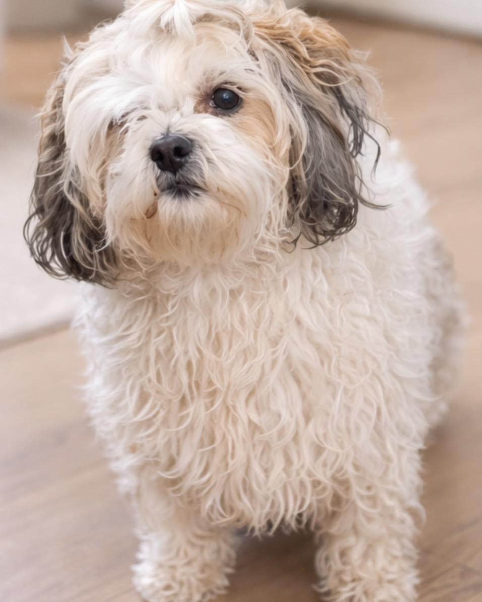 Luna and Geneesy, ADOPTABLE, Adult Female Shih Tzu.