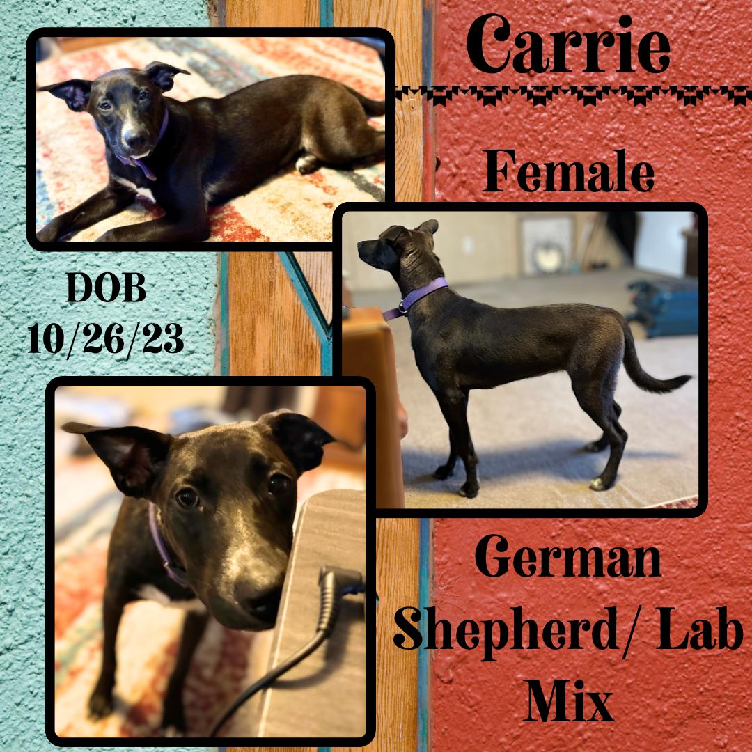 Dog for adoption Carrie, a German Shepherd Dog & Labrador Retriever
