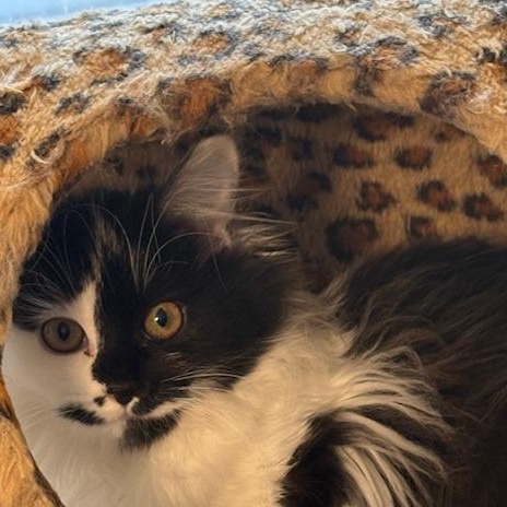 Delenn, adopted, Kitten Female Domestic Medium Hair.