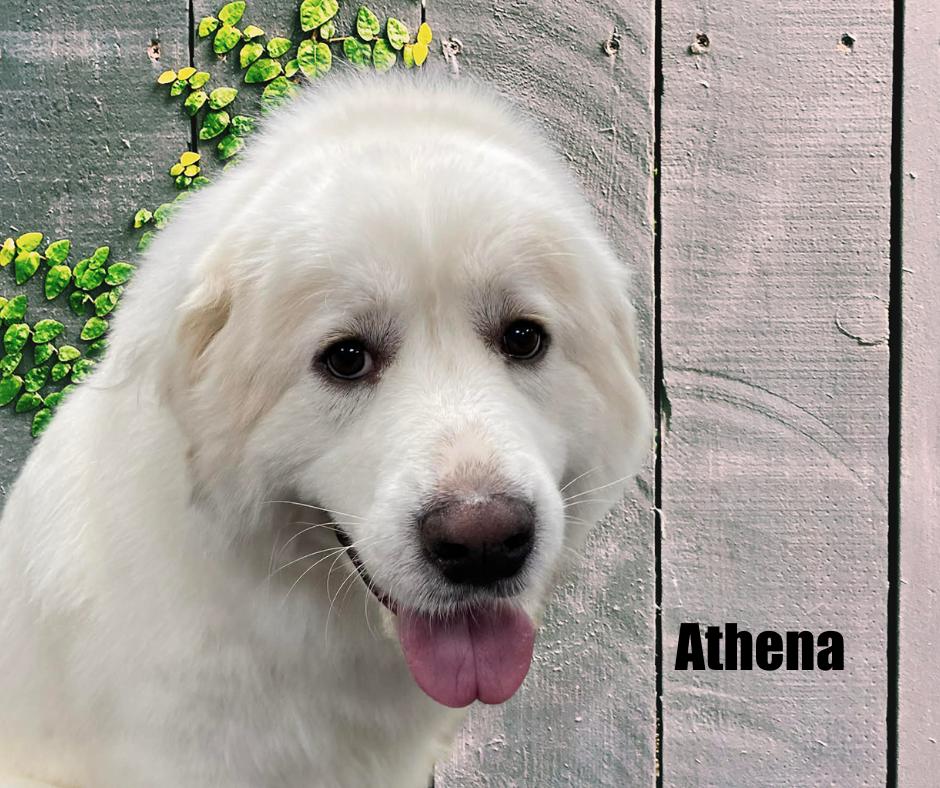 Athena, a ADOPTABLE Great Pyrenees in Marshville, NC image 1/2