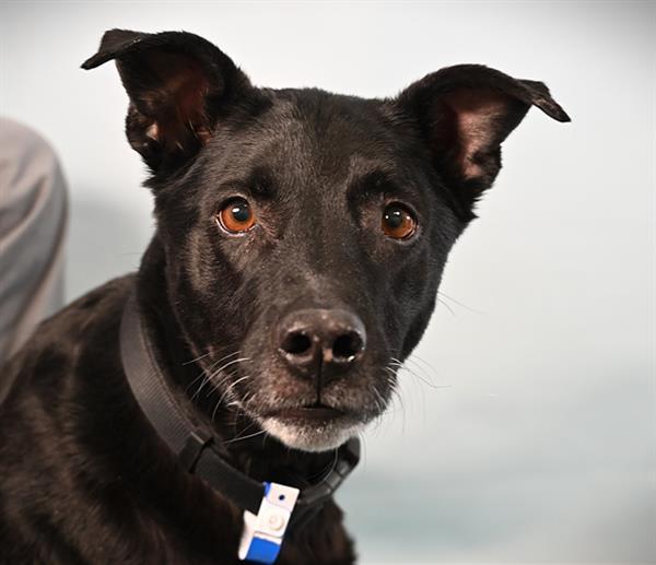VADER, Adoptable, Adult Male German Shepherd Dog & Mixed Breed.