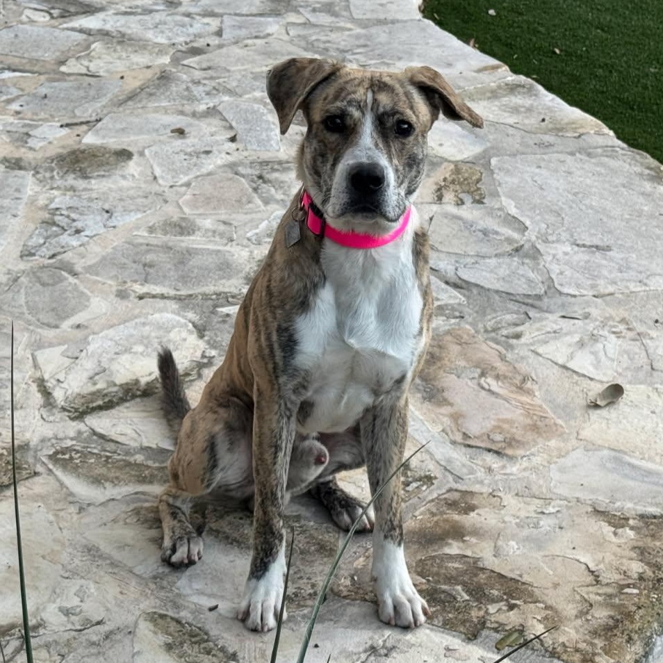 Enlarge Tiger, a ADOPTABLE mixed breed in Bulverde, TX image 5/6