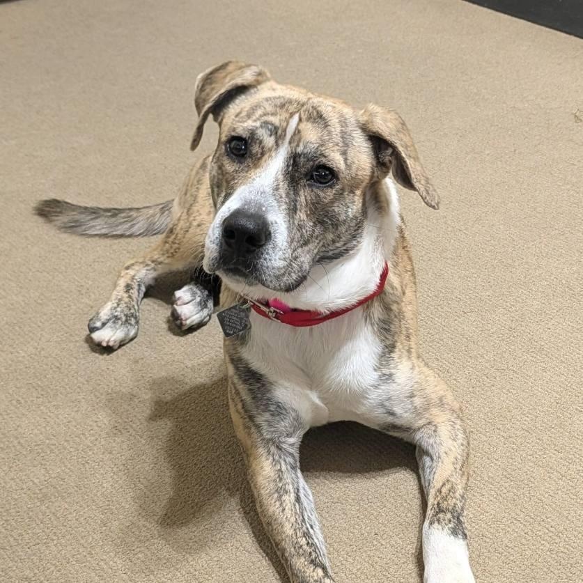 Enlarge Tiger, a ADOPTABLE mixed breed in Bulverde, TX image 4/6