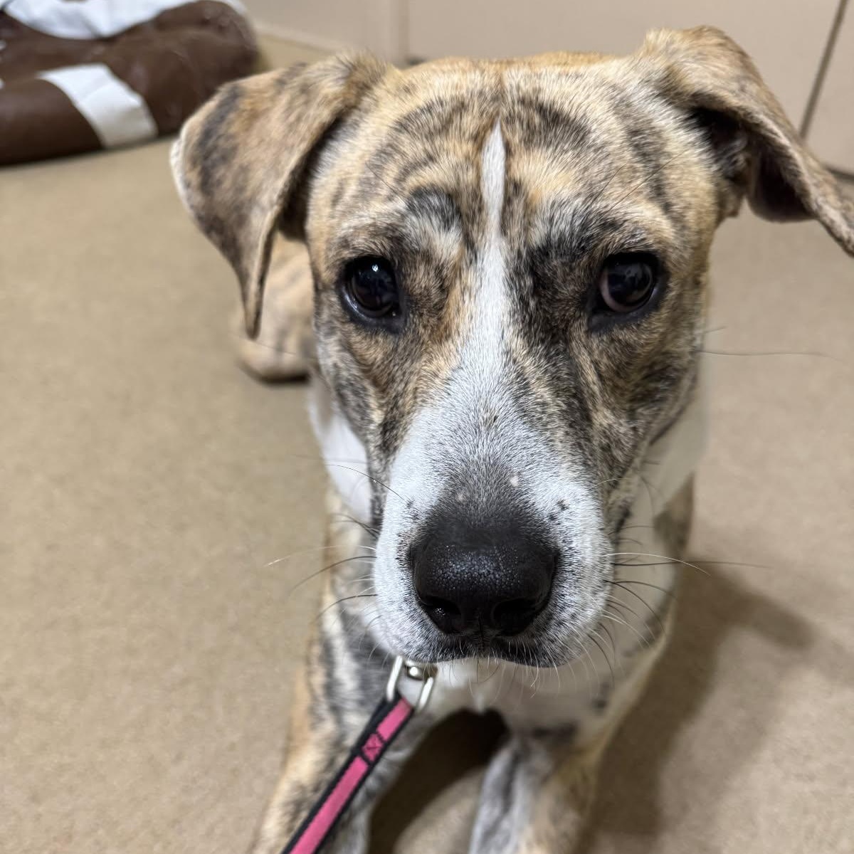 Enlarge Tiger, a ADOPTABLE mixed breed in Bulverde, TX image 3/6