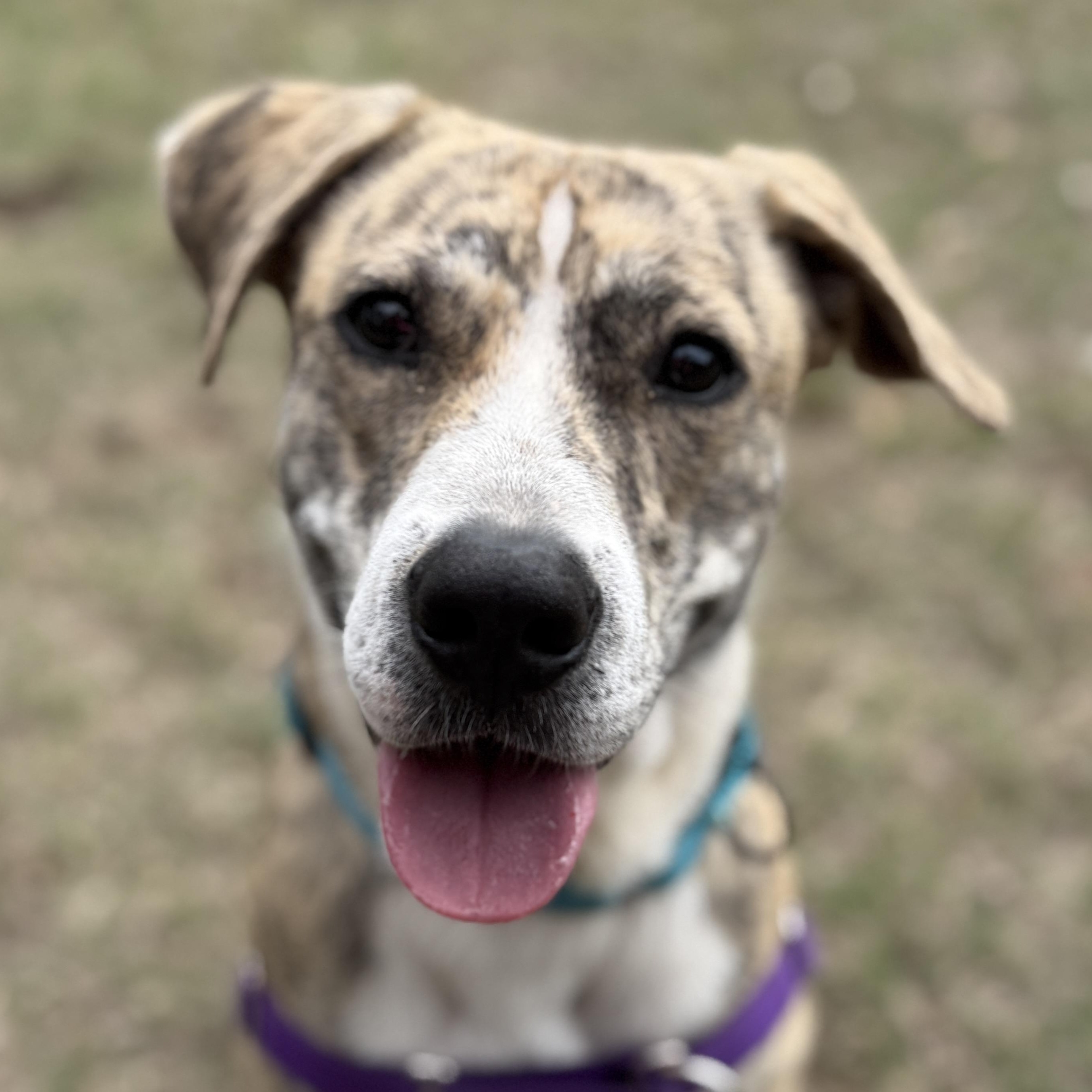 Tiger, ADOPTABLE, Adult Male Catahoula Leopard Dog.