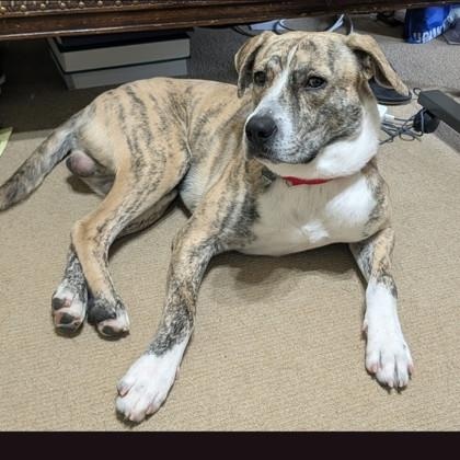 Enlarge Tiger, a ADOPTABLE mixed breed in Bulverde, TX image 2/6