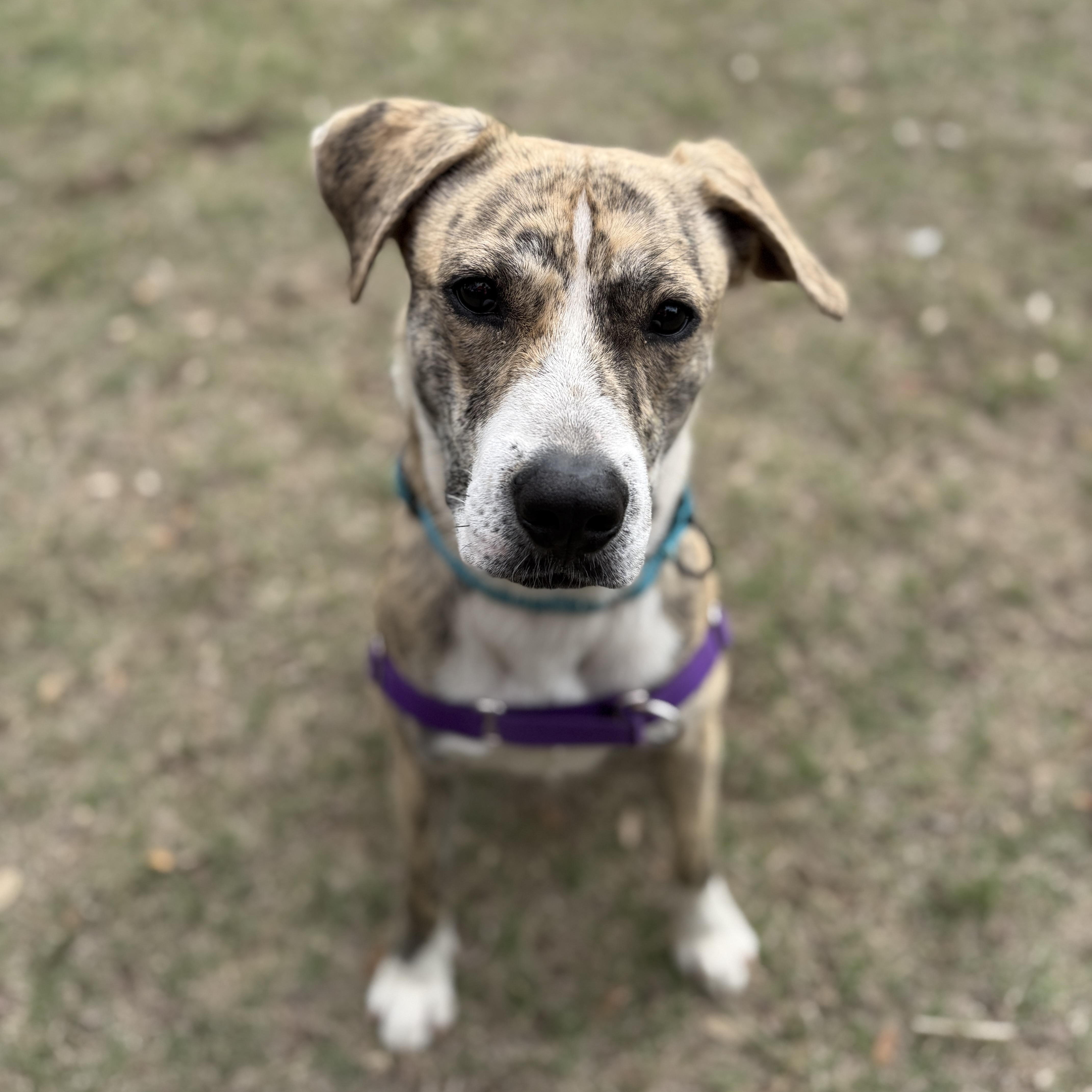 Enlarge Tiger, a ADOPTABLE mixed breed in Bulverde, TX image 6/6