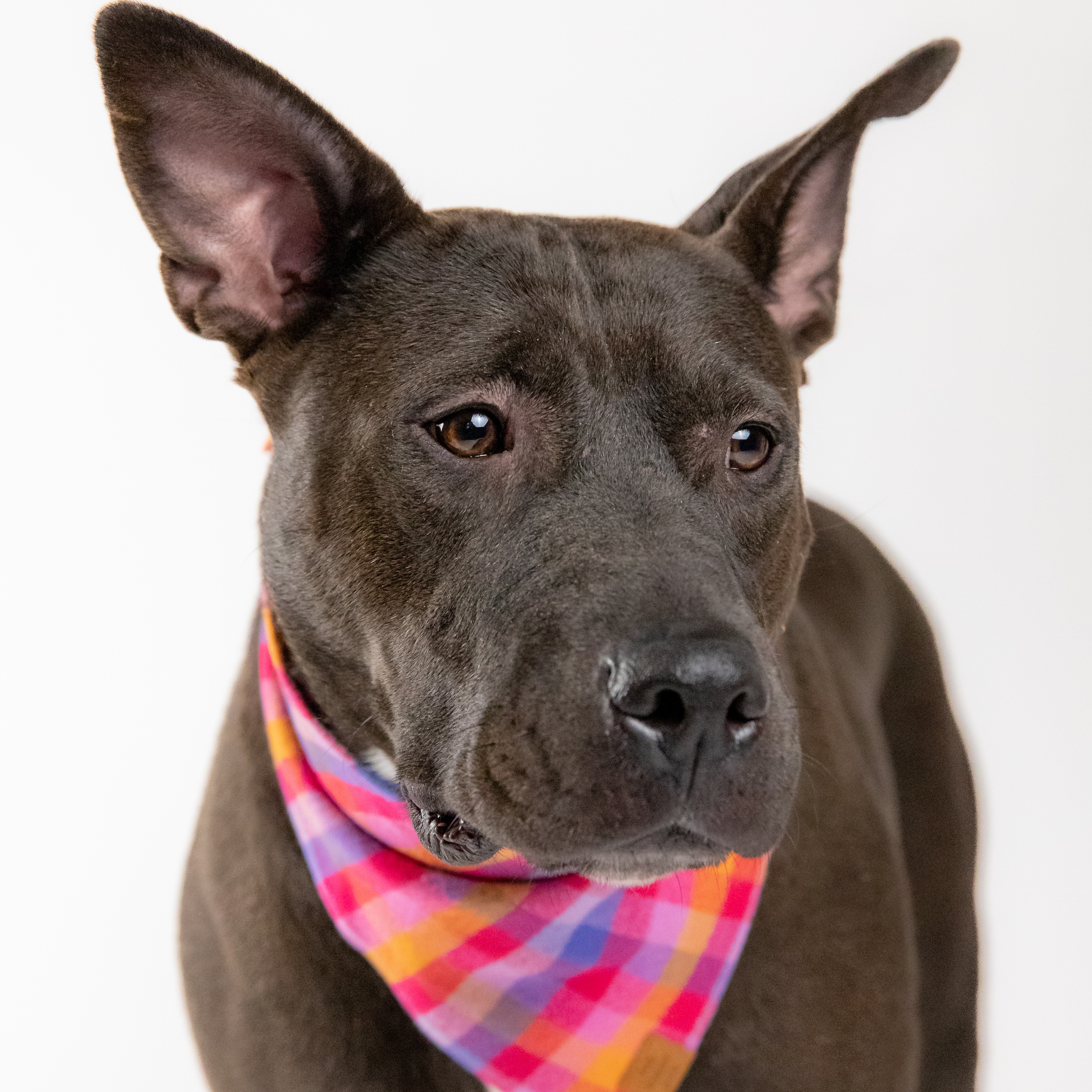 Chloe, a Adoptable mixed breed in Des Moines, WA image 6/6