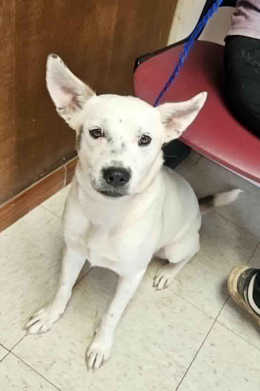 Cotton, an adopted mixed breed in Paramus, NJ image 2/6