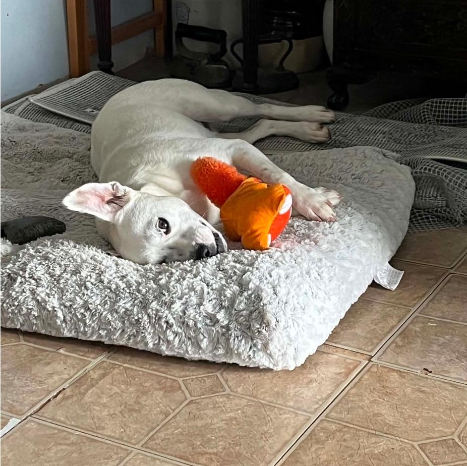 Cotton, adopted, Young Female Mixed Breed.