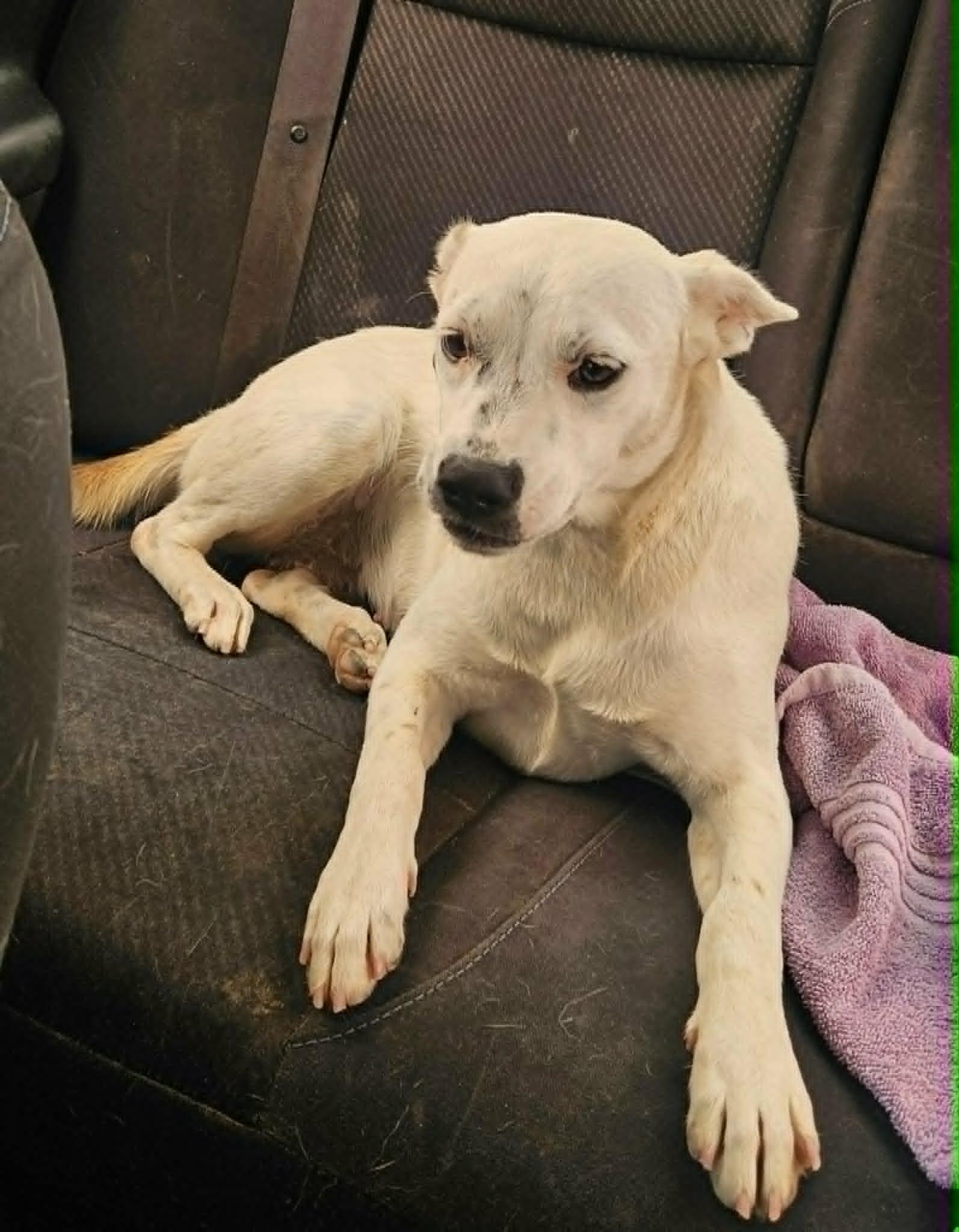 Cotton, an adopted mixed breed in Paramus, NJ image 3/6