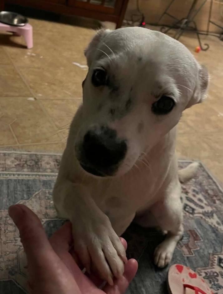 Cotton, an adopted mixed breed in Paramus, NJ image 5/6