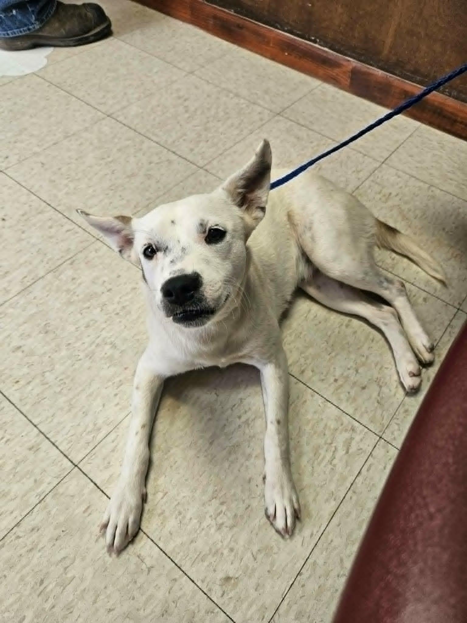 Cotton, an adopted mixed breed in Paramus, NJ image 6/6