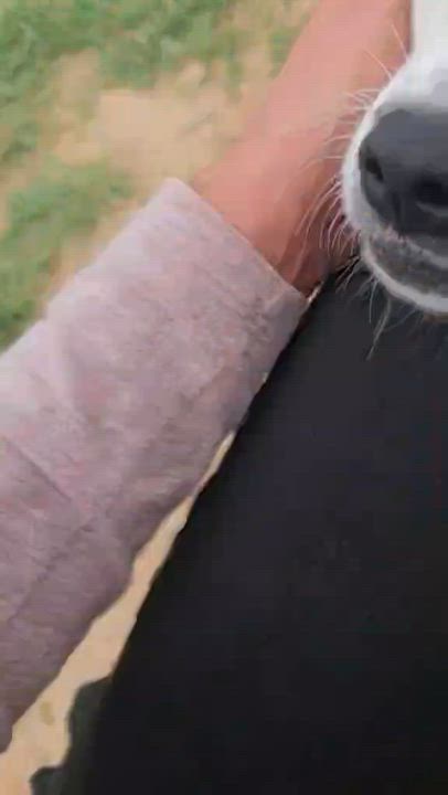 Enlarge Cotton, an adopted mixed breed in Paramus, NJ video 4/6